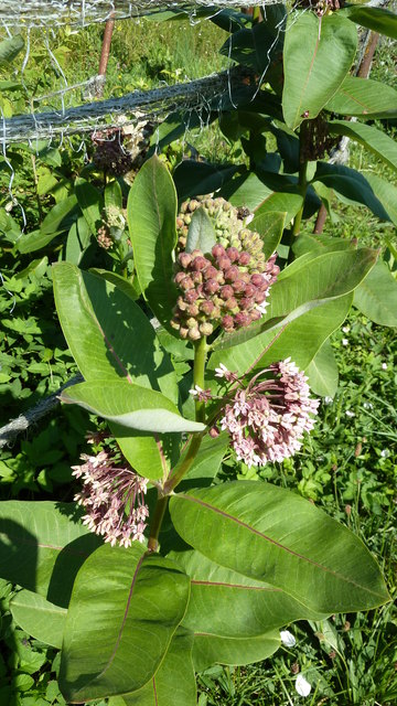 Gemeine Seidenpflanze | Foto: Berg- und Naturwacht