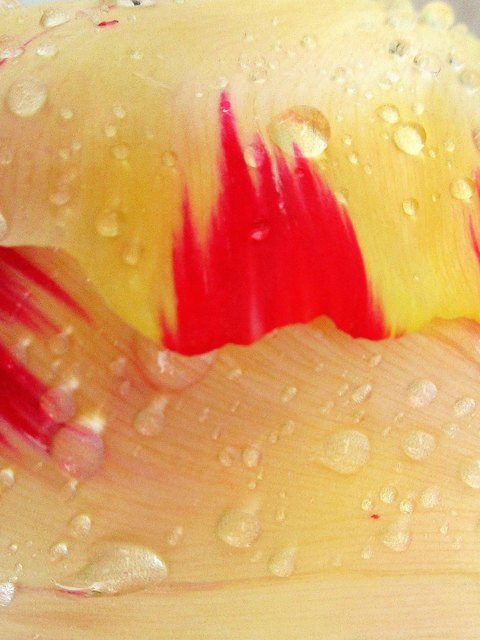 das ist der Ausschnitt einer Tulpe