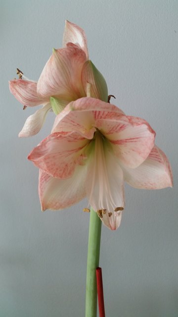 In voller Blütenpracht kehrt der Frühling in unser zu Hause ein