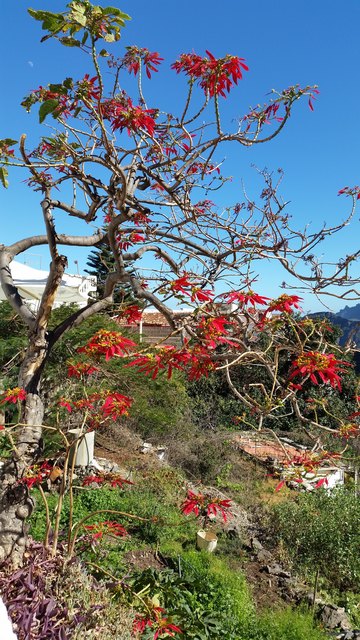 Frühling auf La Gomera