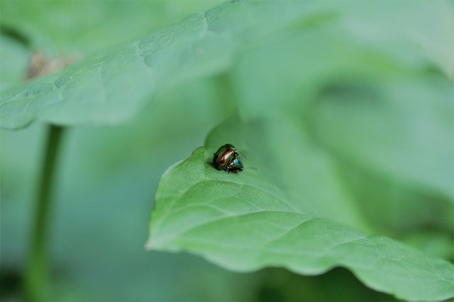 ...habe ich diese lieben Buntkäferl. Schaut bitte nicht groß...:)))