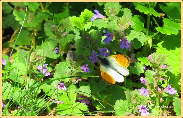 Auch wenn Gartennachbarn über unseren "wilden" Garten vielleicht die Nase rümpfen, der Anblick verschiedener kleiner Mitbewohner freut uns sehr.