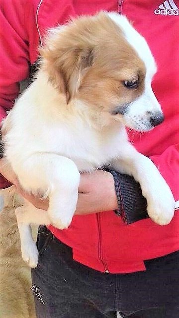 Der Kleine würde sich sehr über einen lieben Tierfreund freuen, der mit ihm ein paar Runden dreht.