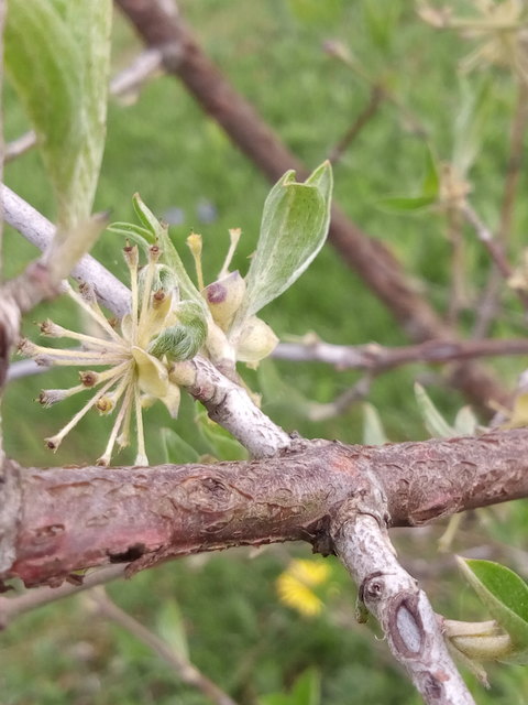 Blüte fast verpasst!