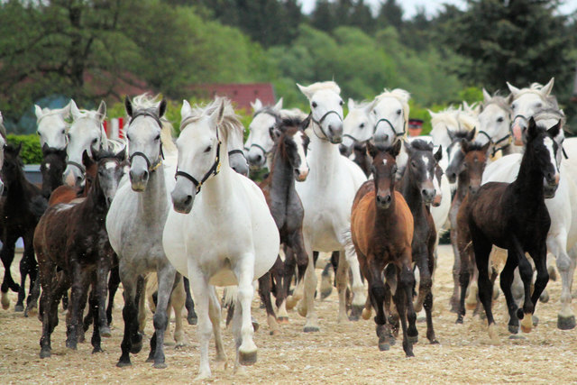 Die Fohlen des Lipizzanergestüts Piber und ihre Mamas lockten 2016 mehr als 50.000 Besucher an.