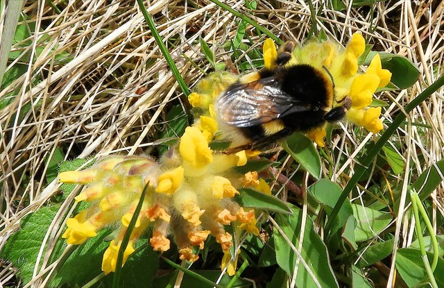 Der Wundklee ist ein vielbesucht und dient nicht nur den Insekten.