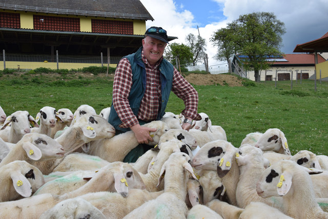 Ein Herz für das Kärntner Brillenschaf hat der Krappfelder Landwirt Franz Höfferer vlg. Anderlehof | Foto: Regionalmanagement kärnten:mitte