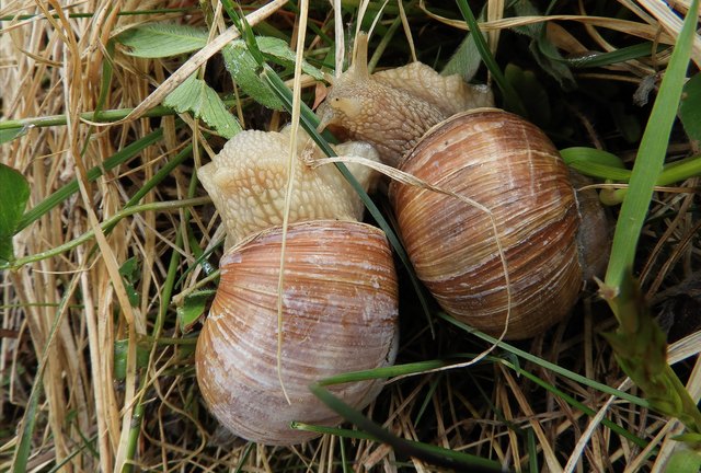 Es braucht nicht unbedingt einen Weinberg, um gesellig zu werden... sagen die beiden Weinbergschnecken.