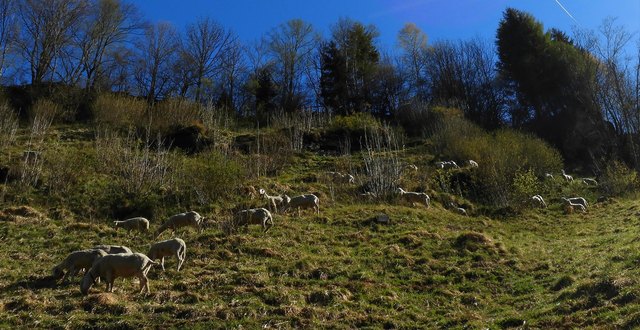 Schafe kommen auch mit steilen Hängen zurecht. Hier bei Hintermuhr.