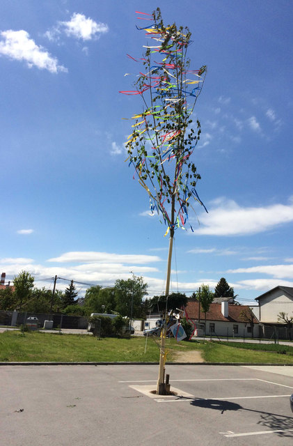 Maibaum in Mannswörth jetzt