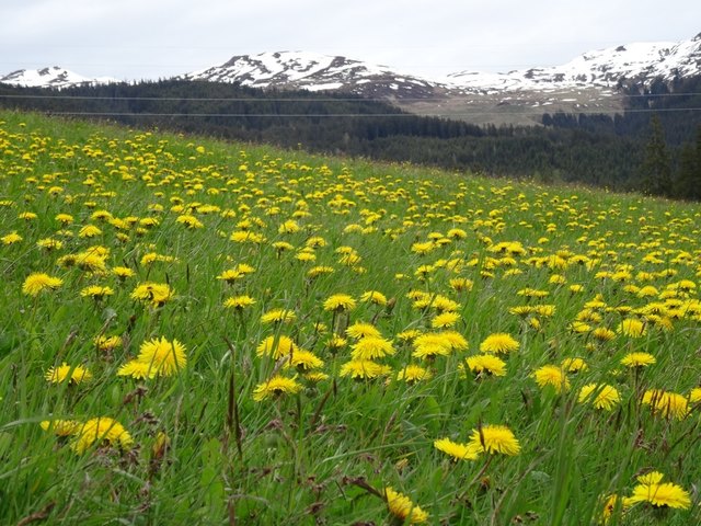 In voller Blütenpracht zeigen sich derzeit die Wiesen am Mittersiller Sonnberg. Der Mensch freut sich beim Anblick; für Bienen gibt es genug Nahrung.
