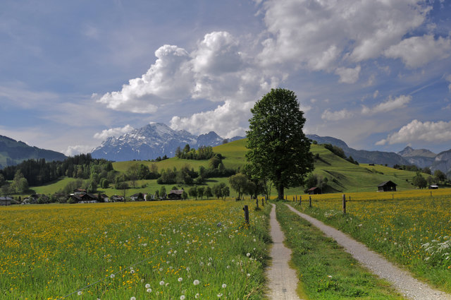 Einfach und still: Frühlingslandschaft im Pinzgau. Die Berge: Das Birnhorn mit seiner mächtigen Südwand; hinter dem Baum der Kühbichl - ein liebliche Erhebung im Saalfeldner Becken mit Aussichtswarte; ganz rechts der Hochkranz - hoch über Weisbach bei Lofer.