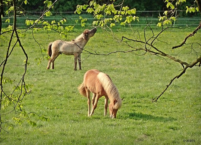 Pferde im Schlosspark Mühlbach