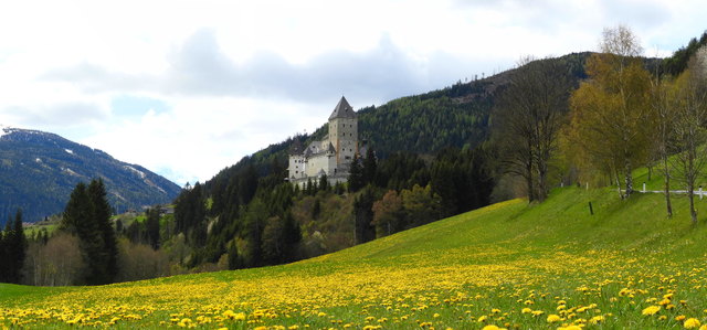 Der Löwenzahn blüht nun in großer Intensität und verleiht der Landschaft ein besonderes Flair.