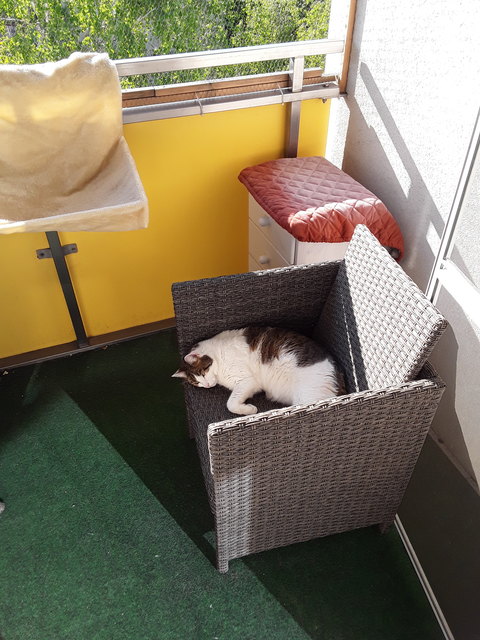 Chillen a la Sebastian
