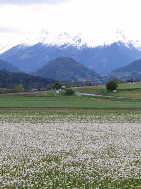 Pusteblumen Meer