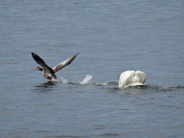 Papa Graugans lockt den aggressiven Schwan immer weiter hinaus aufs Wasser...