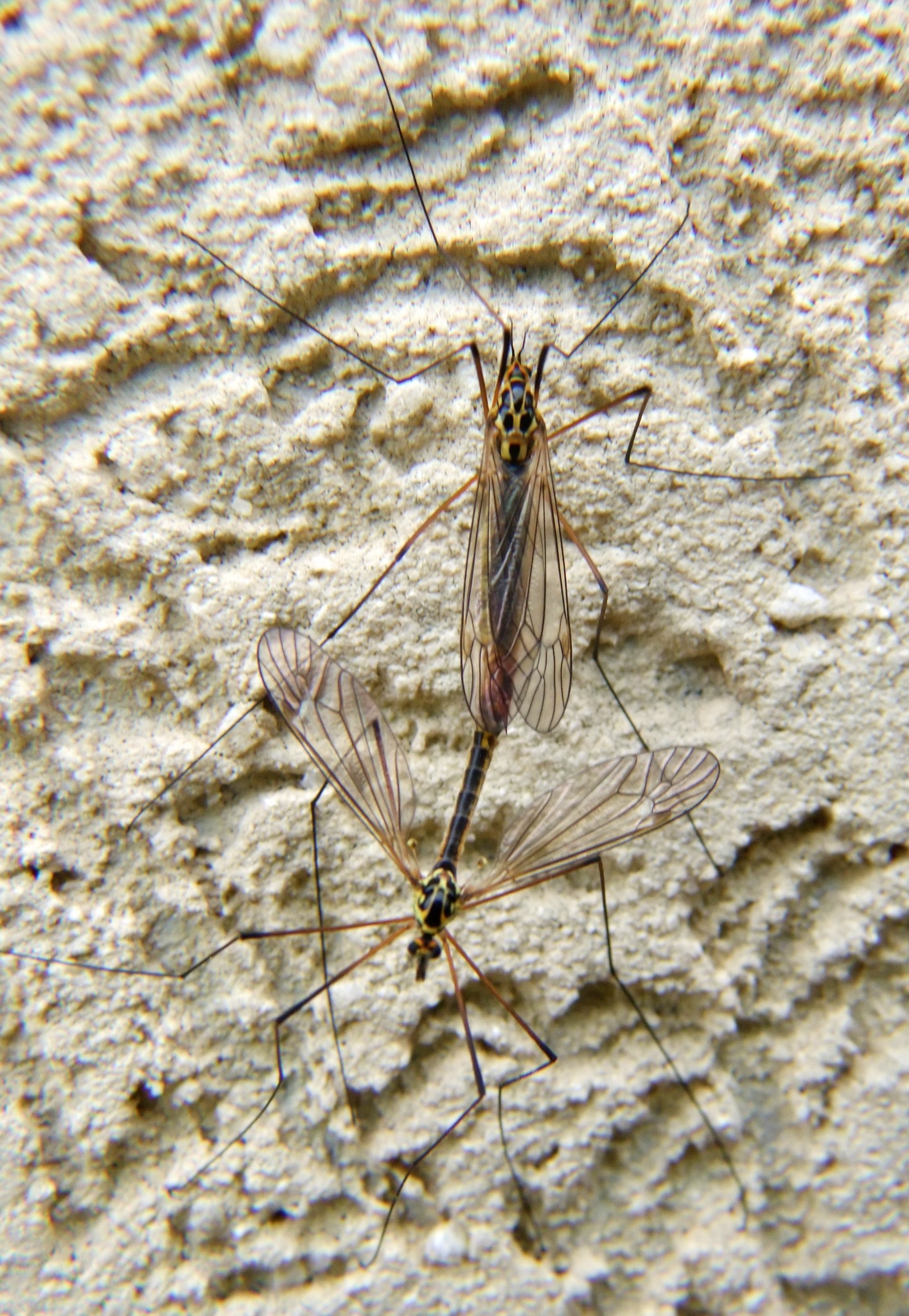 Schnaken in love Linz