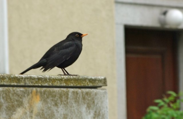 Jeden Morgen sitzt die Amsel am Kabelverteilerkasten und zwitschert lautstark mit den anderen, die am Baum singen.