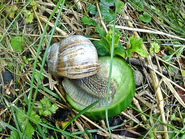 bitte lass mich in Ruhe fressen. Da gabs heute ein Leckerli für die Helix Pomatia.