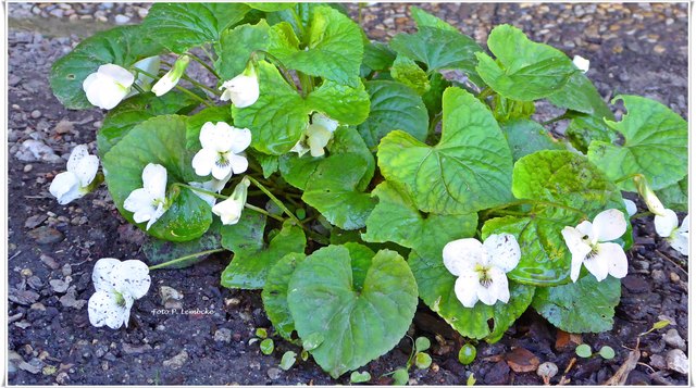 Sie sind ohne zu fragen bei uns im Garten eingezogen.