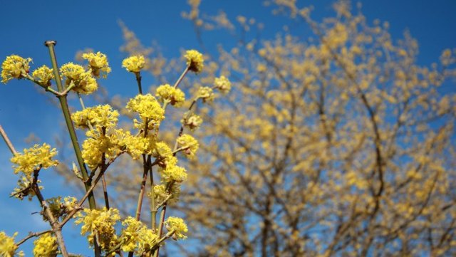 Dirndlblüte
