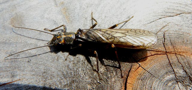 Diese Fliegenart legt die Eier an Pflanzenteilen über dem Wasser ab. Sind dann Larven geschlüpft, lassen sich diese ins Wasser fallen und ernähren sich räuberisch. Die Fliege erreicht eine Spannweite von 35 mm, kommt im Uferbereich von Flüßen, Seen oder Tümpeln vor.