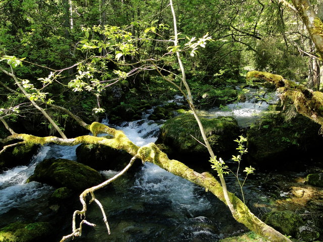 wild romantisch