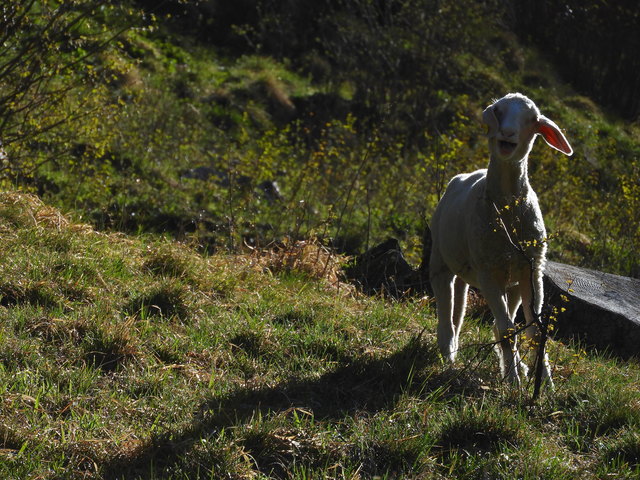 Das Lamm ist zwar schon ein Teenager, aber die Mami ist dennoch noch wichtig!