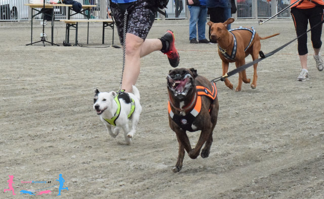 Canicross © SpeedRunners.at