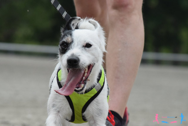 Terrier Power © SpeedRunners.at