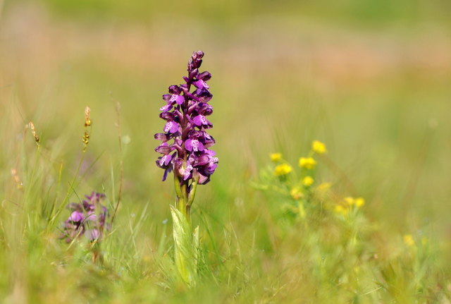 Kleines Knabenkraut - Orchis morio