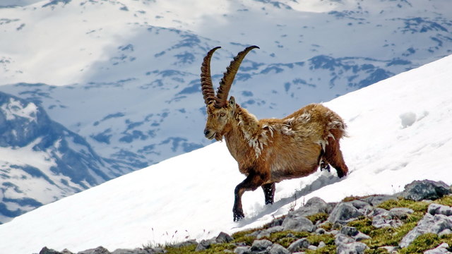 Manch Steinbock sieht zu dieser Zeit etwas zerfranst aus