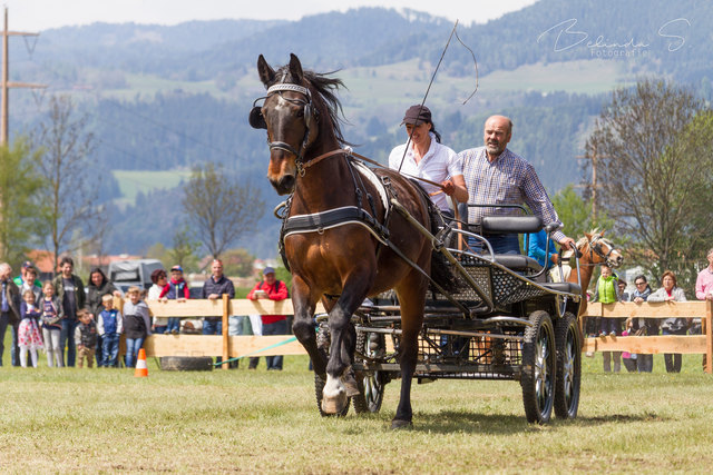 Veronika Leiter mit Warmblut "Paulchen" vorm Marathonwagen und BM Anton Engl Wurzer beim Showprogramm
