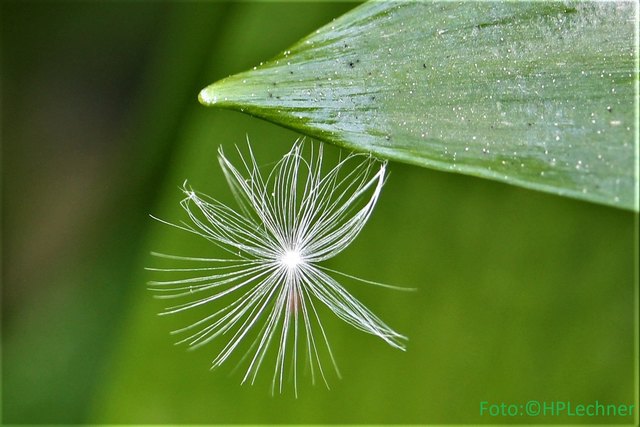 Pusteteilchen einer Pusteblume