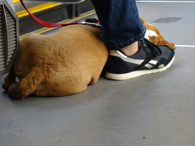 In der Straßenbahn von den Abenteuern des Spaziergangs träumen... und Frauchen passt auf. Was für ein feines Hundeleben :)