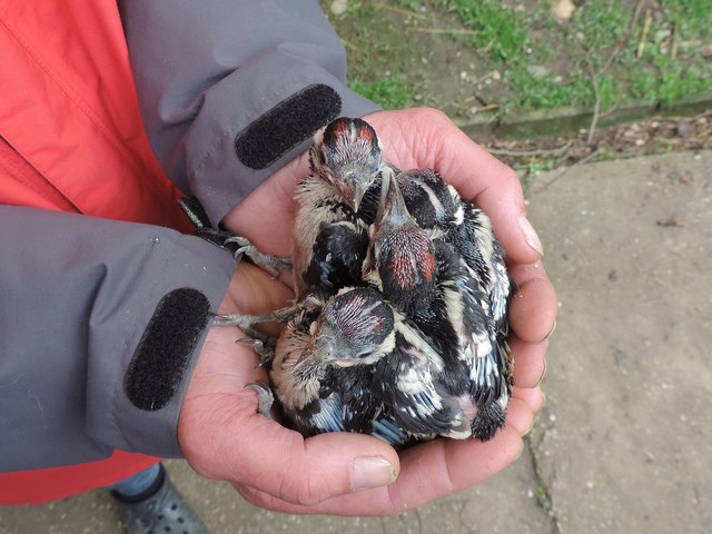 Die vie Babyspechte in der Eulen- und Greifvogelstation Haringsee.