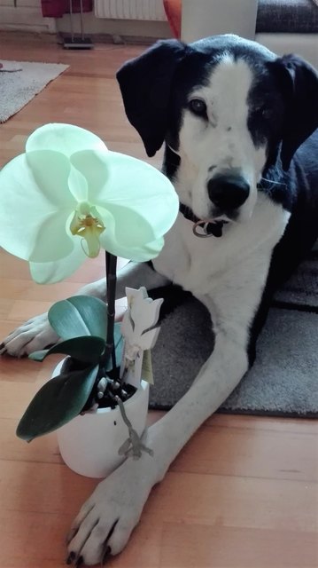 auch Benji gratuliert zum Muttertag!