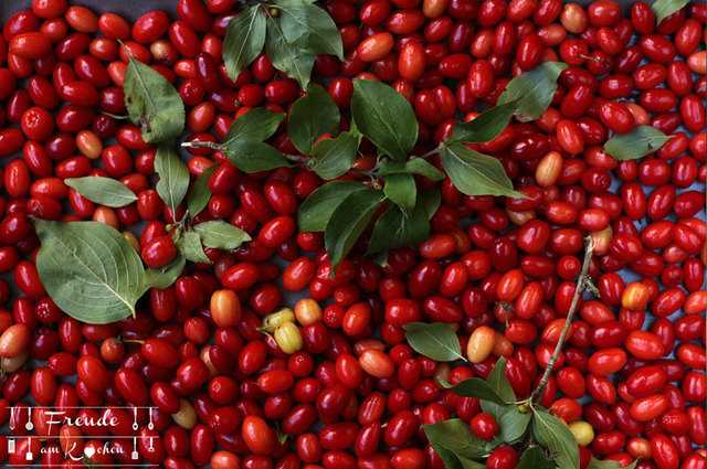 Dirndl Frucht - Kornelkirsche