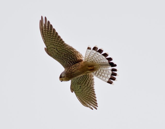 Stillgehalten fürs Foto hat dieser Falke