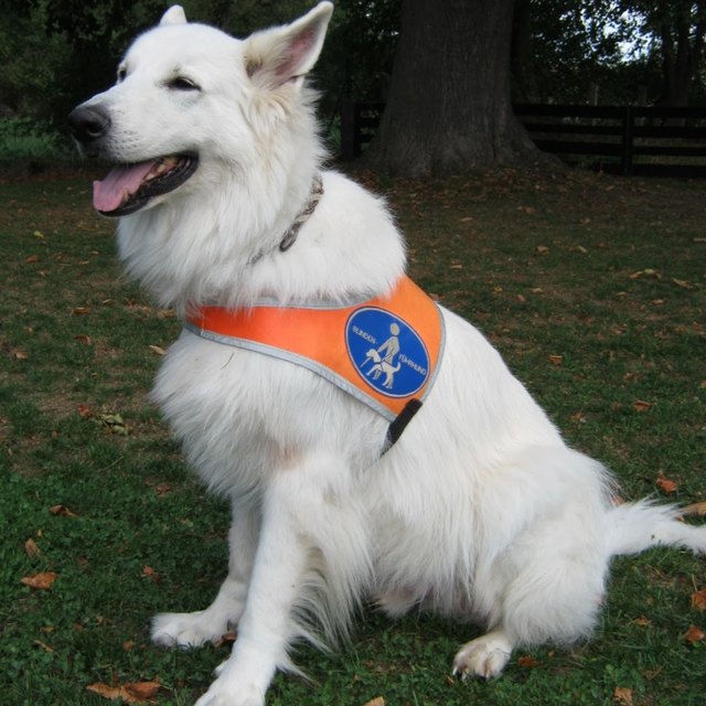 Blindenführhund Sly