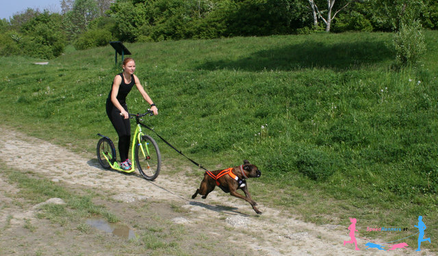 Scootern mit dem Hund © SpeedRunners.at