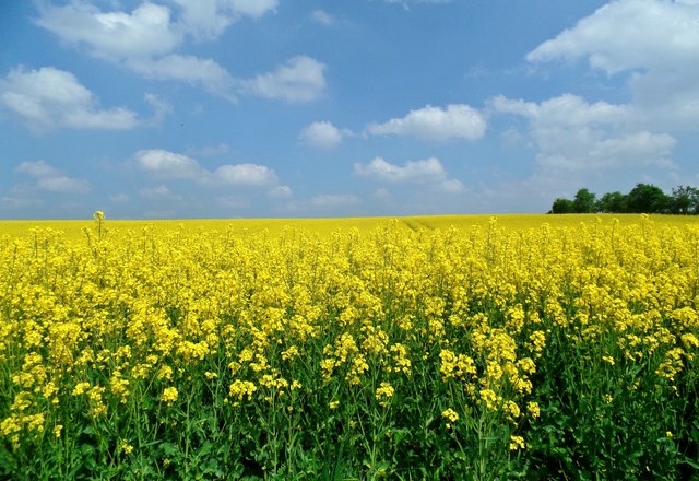 Im Tullnerfeld aufgenommen am 06.05.17