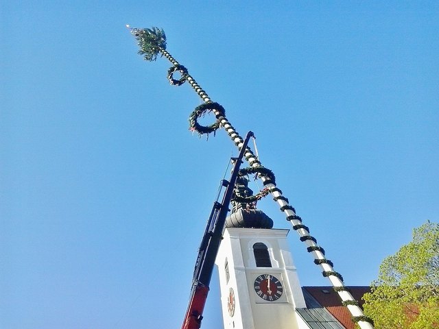 Scharnstein-Viechtwang : Das Maibaumaufstellen der FF Viechtwang am gleichnamigem Ortsplatz. Foto: Bamer Friedrich.