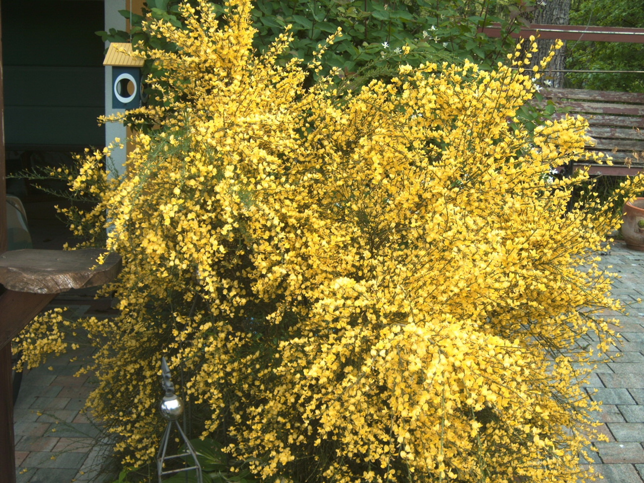 Ginster im Garten GrazUmgebung