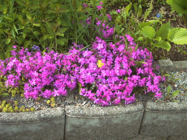 Polsterphlox