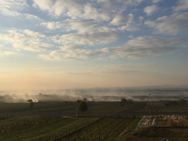 Räuchern gegen Frost - noch einmal könnten die Bauern auf diese Methode zurückgreifen.