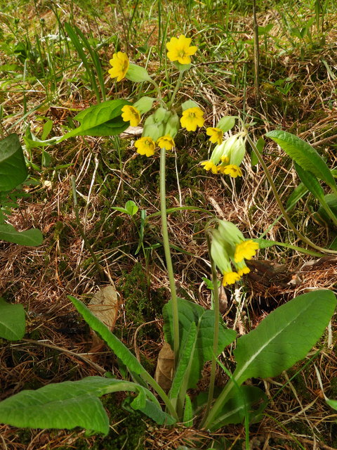 Die echte Schlüsselblume blüht noch immer, hier im Schutzwald oberhalb Unternbergs.
