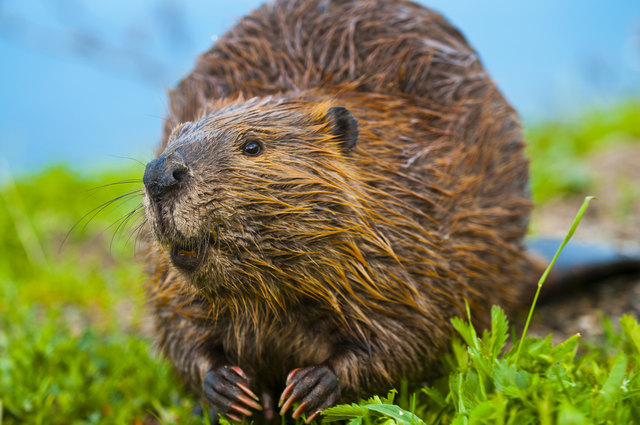 Ein wilder Biber verirrte sich in Vöcklabruck. (Symbolfoto: kwiktor/panthermedia.net)