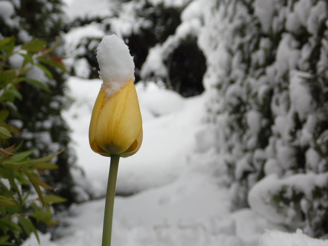 Schnee auf gelber Tulpe